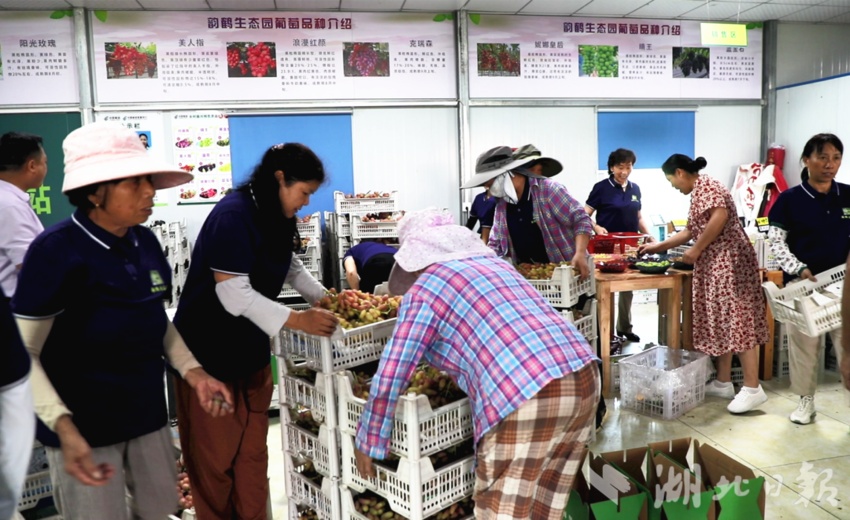 百家什乐鲨鱼分析软件